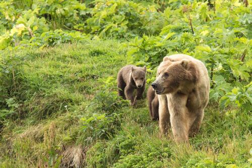 Trentino:a thousand marching against the extermination of bears by the Fugatti junta