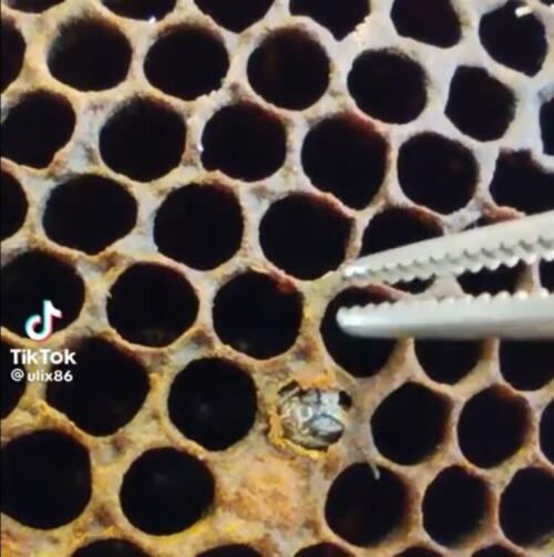 How a bee is born – The video