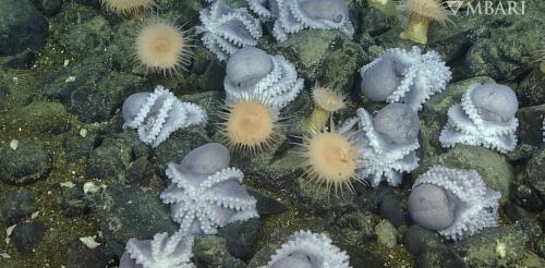 Secrets of the Octopus Garden: Moms nest at thermal springs to give their young the best chance for survival