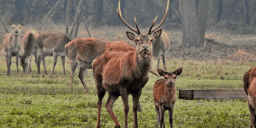 The first Italian deer puppy was born in Calabria