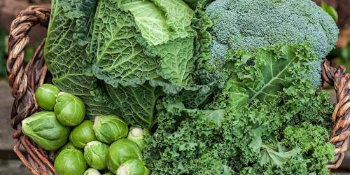 Cabbages, characteristics, properties and benefits of a large family