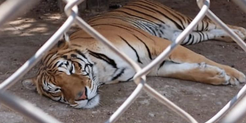 Mexico, 47 live animals found in an illegal zoo