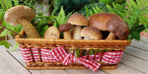 Medicinal mushrooms in veterinary medicine