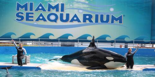 It's time to empty the tanks, the orca Lolita is free after fifty years