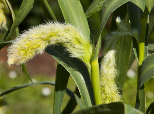 In Nepal, indigenous knowledge revives crops that resist drought