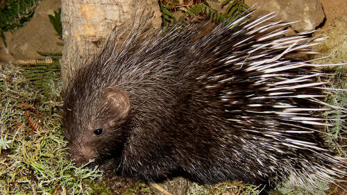 Flood in Emilia-Romagna, what do porcupine dens have to do with the flooding of the river?