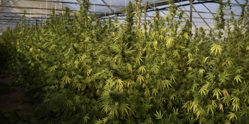 Cannabis light, the Lazio Regional Administrative Court suspends the crackdown but a stop to the supply chain looms