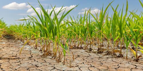 How the geography of crops is changing with climate change