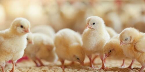 Male chicks:it's time to put an end to their killing across Europe