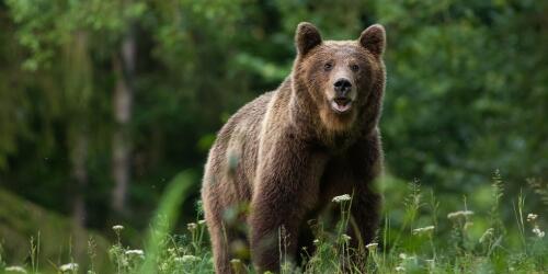 The death of the bear Juan Carrito reminds us that we have a problem with the road