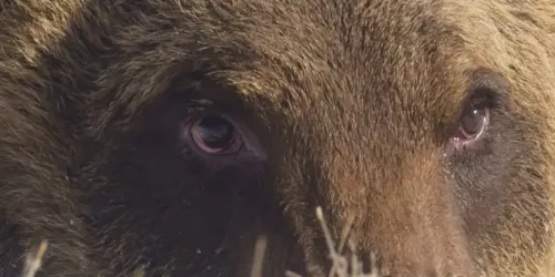 Juan Carrito, the Marsican bear who trusted humans, has died