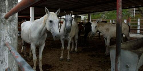 Why we need to stop the slaughter of horses around the world