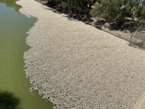 Australia, millions of dead fish in the Darling-Baaka river:«Asphyxiated by the exceptional heat wave» – The video