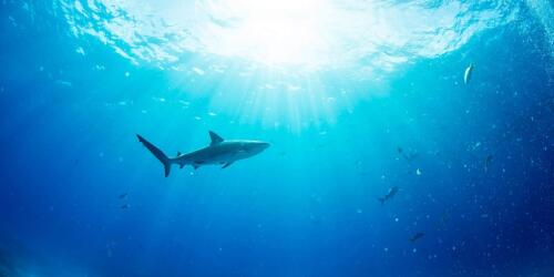 What does it mean that sharks testing positive for cocaine have been found?