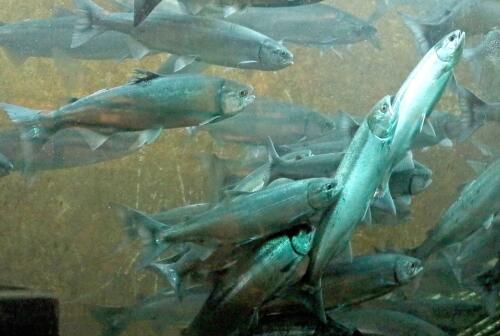 Federal Report Points Out Threats to Puget Sound Salmon, Missed Deadlines