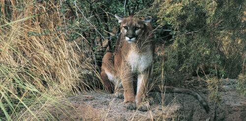 Colorado voters weigh a ban on hunting mountain lions as attitudes toward wild predators shift