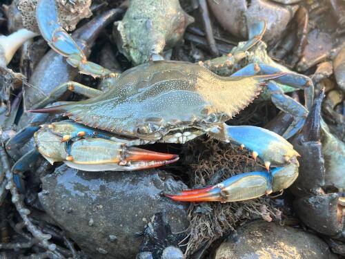 After a year of attempts, Italy still doesn't know how to get rid of the blue crab