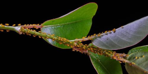 Lice are back, tips for defeating them in children and pets