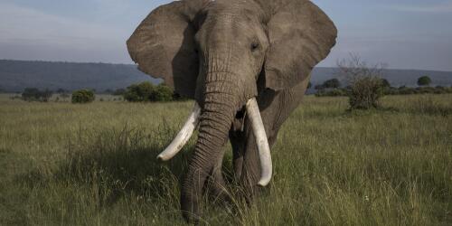 How drought kills hundreds of elephants in Kenya