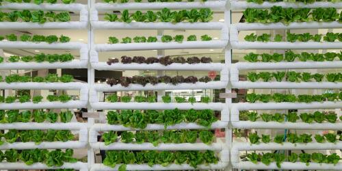 Vertical agriculture as a solution to have more food and fewer emissions