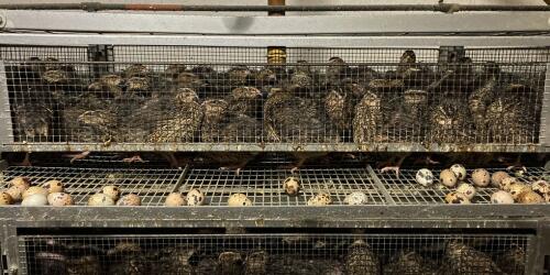 Bare and overcrowded cages.The dramatic conditions of quails raised in Italy