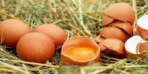 The egg is a magical treasure chest of health for pets and beyond