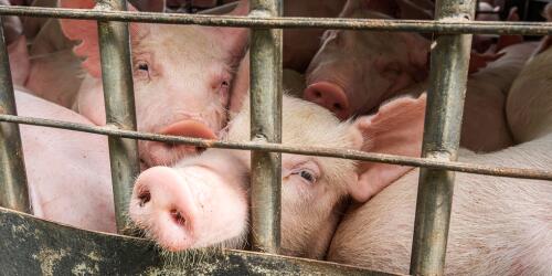 Transport of live animals in Europe:It's time to take action to stop the cruelty