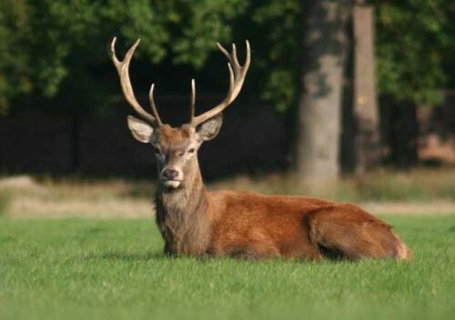 In the Stelvio Park there are too many deer:the culling of 1500 specimens is underway