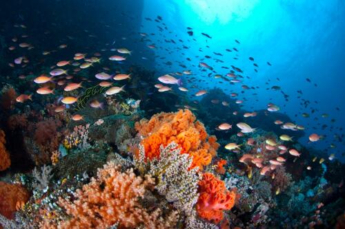 Two new coral reefs have been discovered in the deep waters of the Galápagos