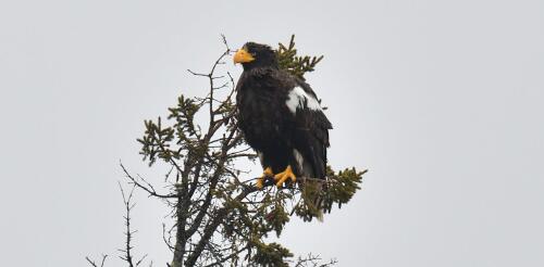 Vagrant, machine or pioneer? How we think about a roving eagle offers insights into human attitudes toward nature