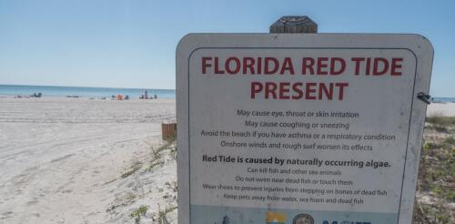 Heading to a beach this summer? Here’s how to keep harmful algae blooms from spoiling your trip