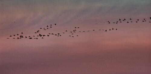 Scientists are using machine learning to forecast bird migration and identify birds in flight by their calls