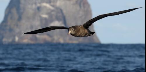 Seabirds that swallow ocean plastic waste have scarring in their stomachs – scientists have named this disease ‘plasticosis’