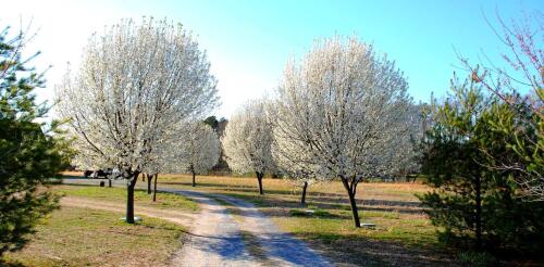 Once the Callery pear tree was landscapers’ favorite – now states are banning this invasive species and urging homeowners to cut it down