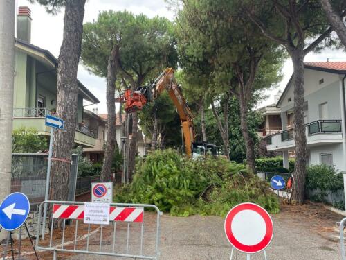 Funeral green party:the cutting of 78 trees begins.In Romagna a town is split in the war on pine trees