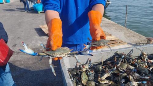 Blue crab, “Working to save the Goro and Comacchio farms”