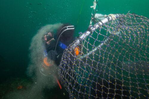 SoCal’s Beautiful Coast Has a Hidden Secret: The ‘Barrens’ of Climate Change