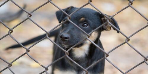 Abandoned dogs and cats, it's a red-flag summer