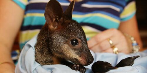 In Australia a plan to save 110 endangered animal species