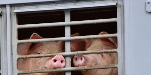 Spain, mandatory cameras in slaughterhouses to guarantee animal welfare