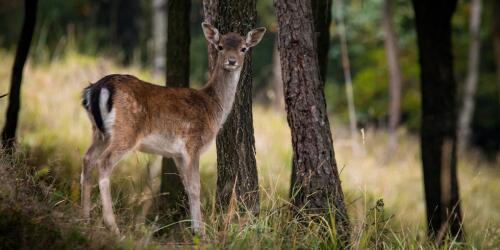 The situation of the fallow deer in the Po delta is in balance.The biologist's opinion