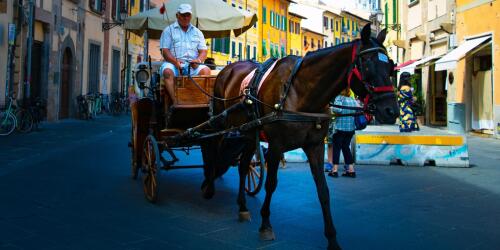 Horses and carriages, when the heat is a killer