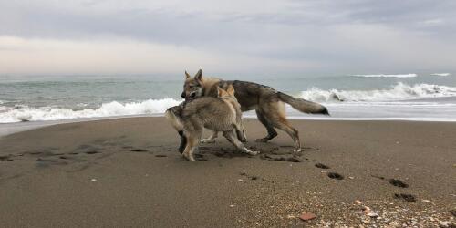 The smile in the dog:what our pets tell us through play