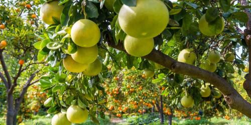 Citrus fruits:varieties, benefits and uses