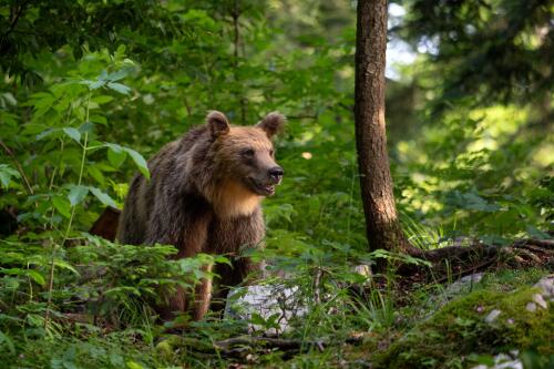 The slow slaughter of bears in Trentino:already seven found dead