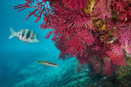 Corals have started to grow again in the Mediterranean