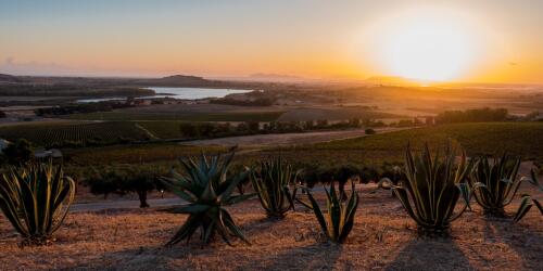 Sicily, a wine-growing continent where the harvest lasts 100 days