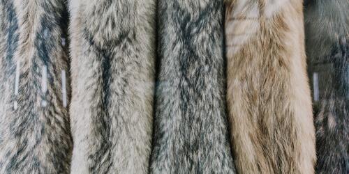 United Kingdom, the government will ask citizens whether to ban fur