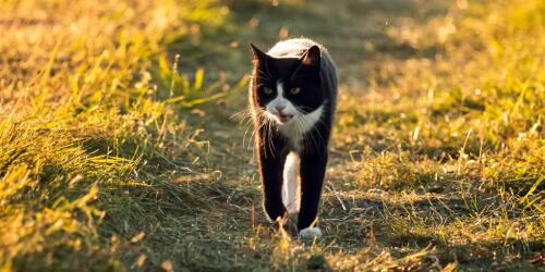 Hot summer, pay attention to the well-being of the house cat