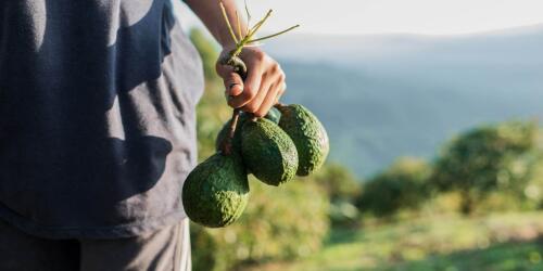 Avocado sustainability, everything you need to know from production to transport